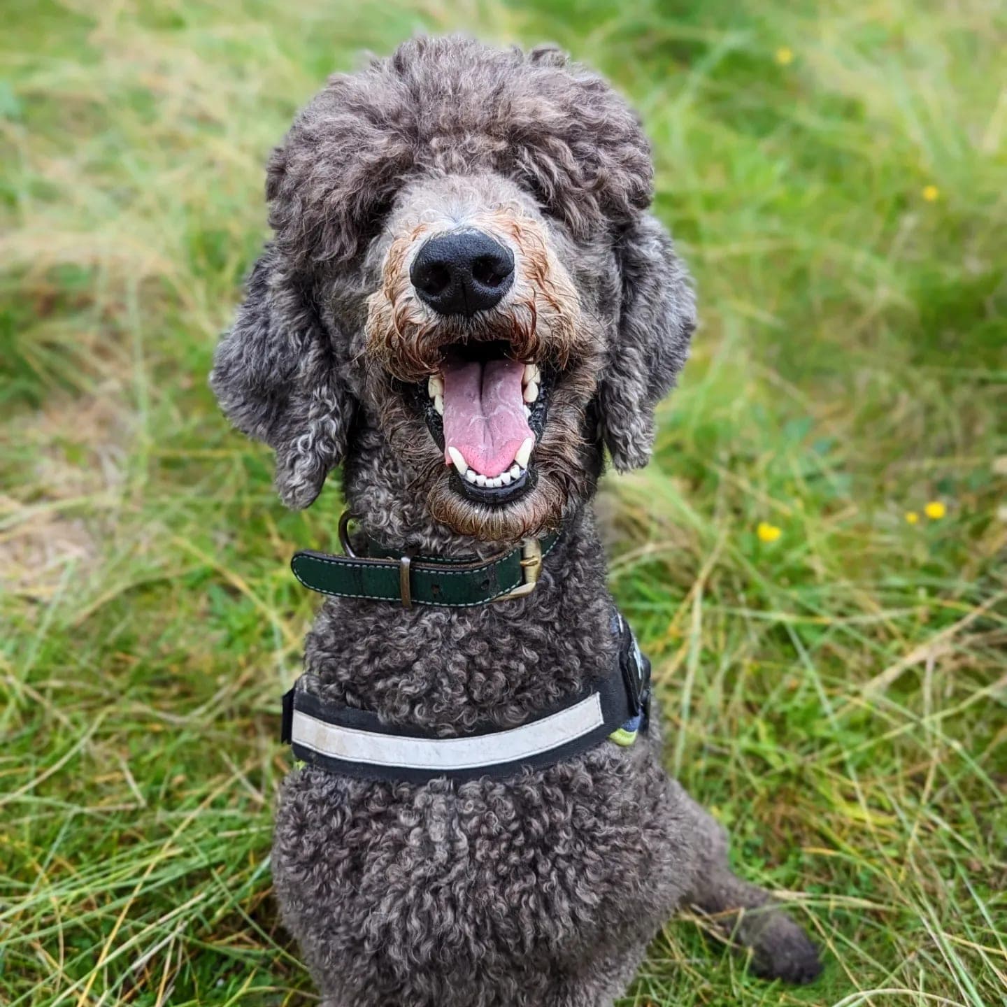 A grey curly-coated dog sitting in long grass at the Gunsite in Wallasey, with a big open-mouthed smile