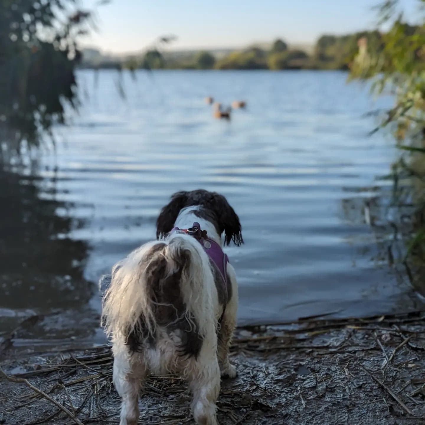 A black and white spaniel standing at the water’s edge on Bidston Hill, watching the ducks