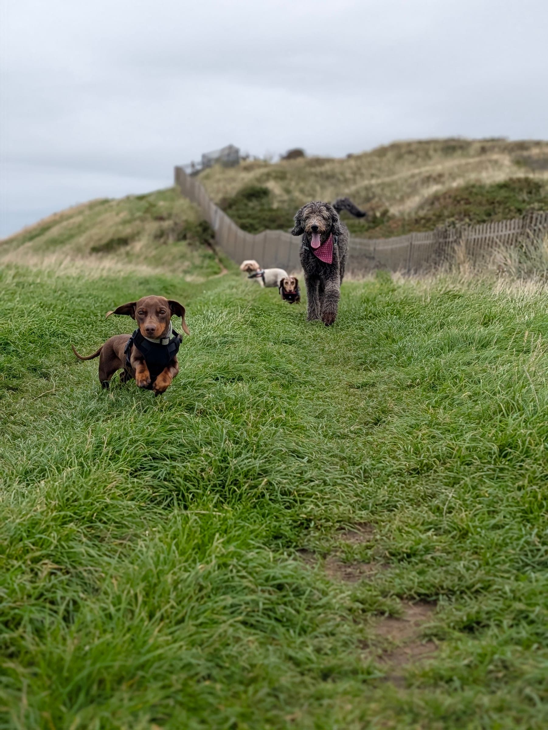 A small dachshund running along a grassy path near Derby Pool in Wallasey, with a curly grey dog and two small dogs following behind
